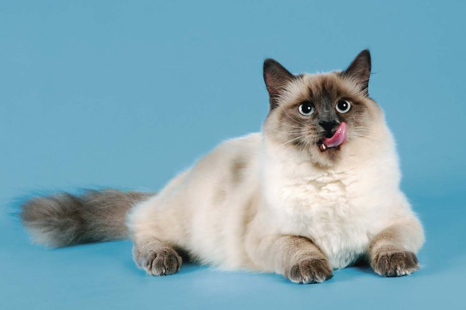 Священная Бирма сил тебби Пойнт