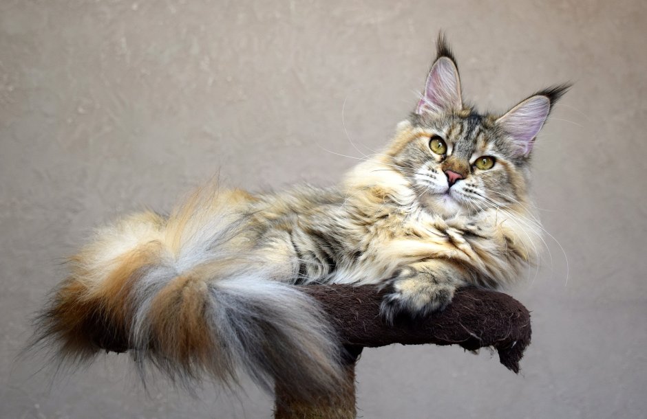 Рэгдолл Линкс биколор