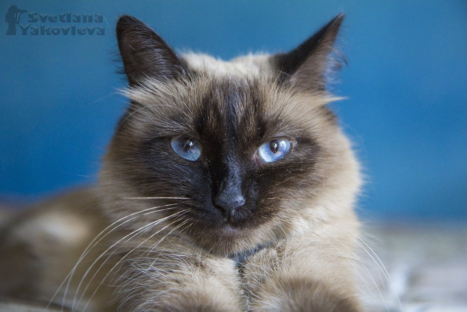 Невская маскарадная кошка