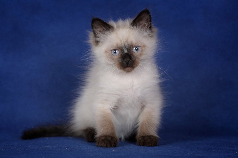 Невская маскарадная кошка гладкошерстная