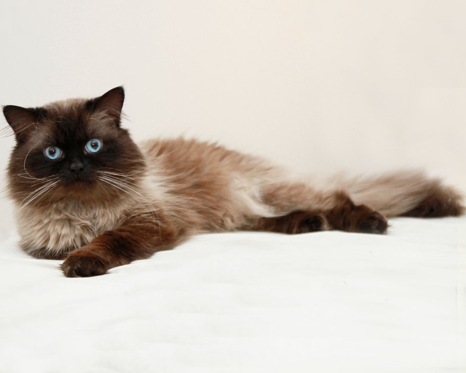 Адонис Рэгдолл