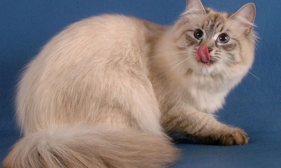 Сиамская длинношерстная