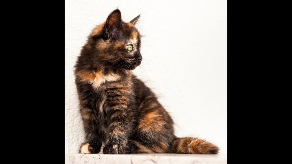 Сибирские котята