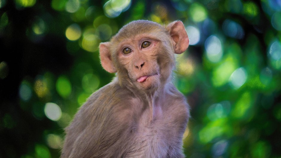 Macacus Rhesus