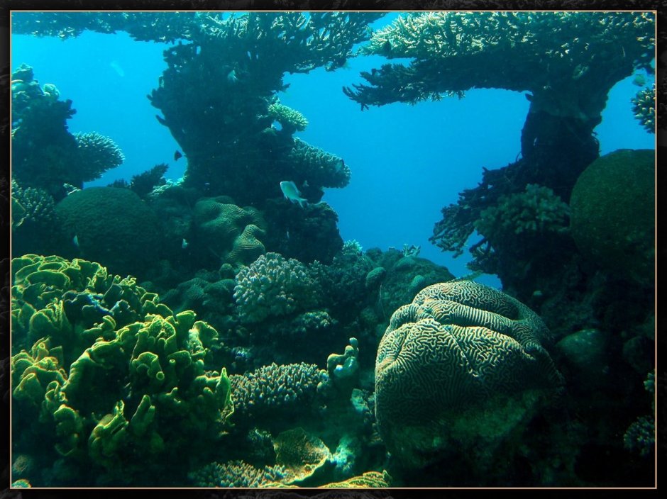 Флора Средиземного моря