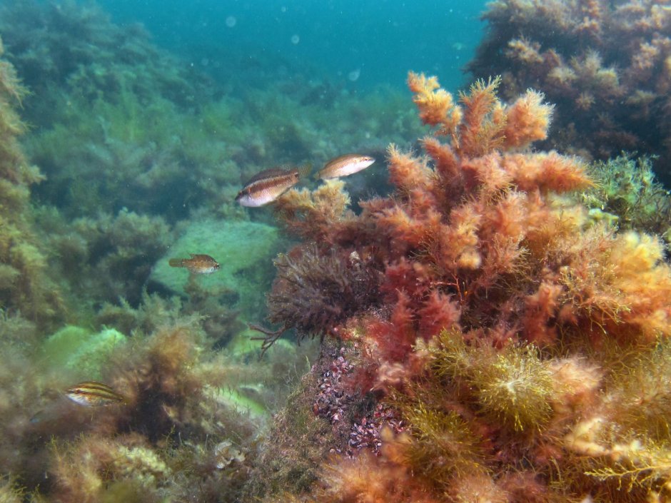 Флора и фауна черного моря