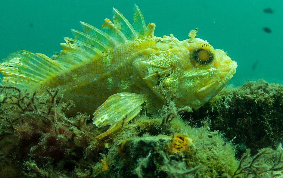 Подводный мир черного моря