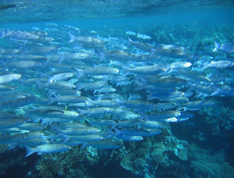 Сельдь Азовского моря