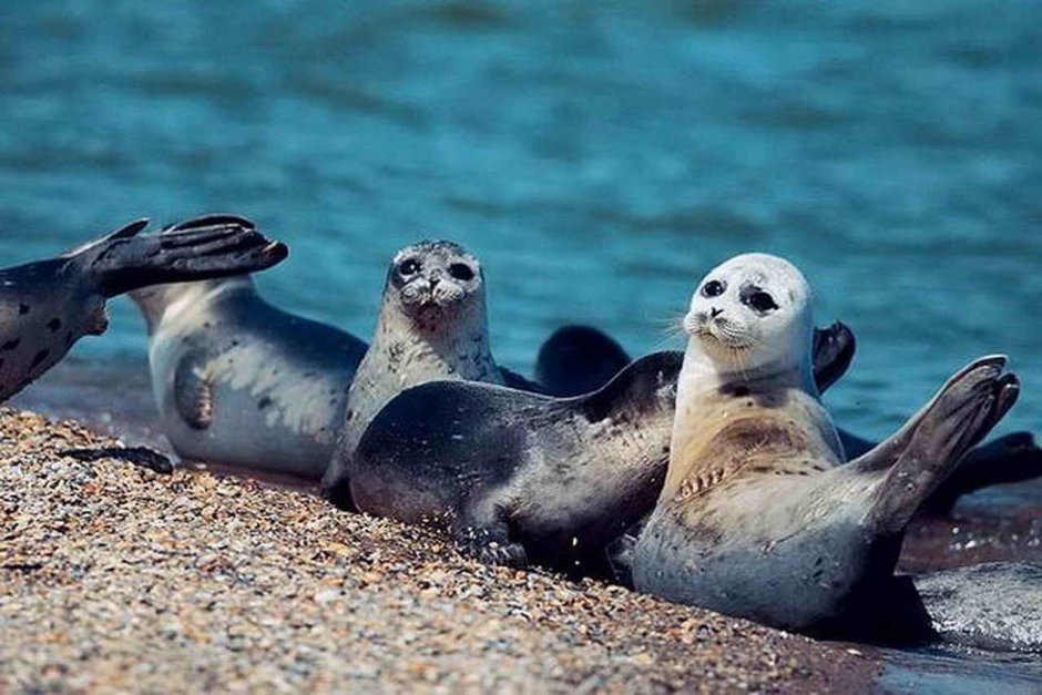 Тюлени Каспийского моря
