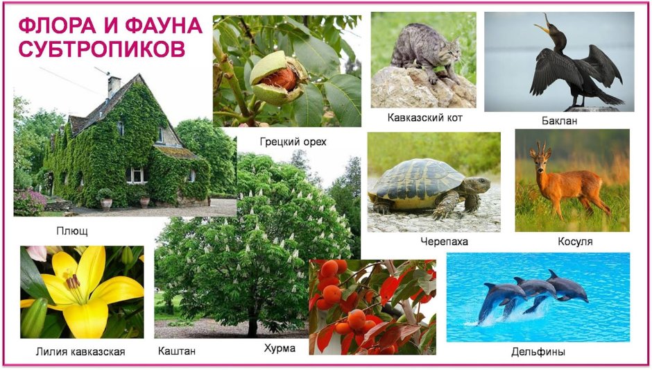 Субтропики животные и растения