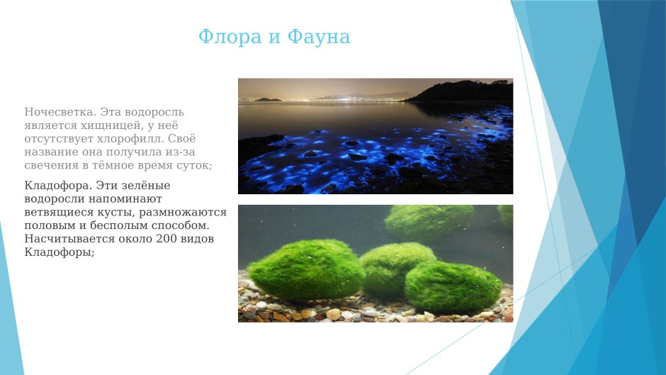 Водоросли белого моря презентация