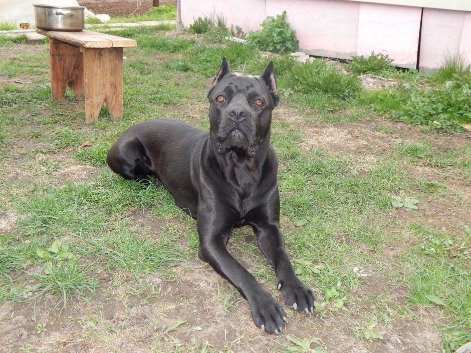Кане Корсо Romeo