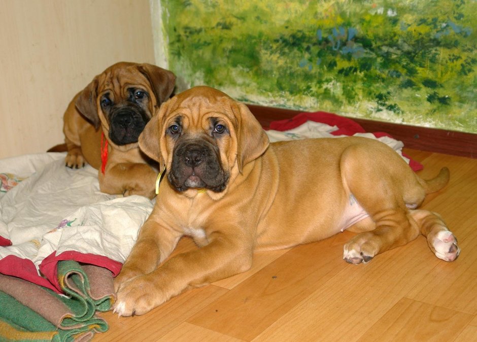 Кане Корсо