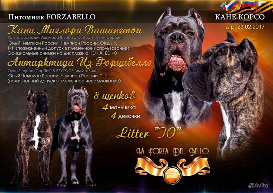 Кане Корсо форментино