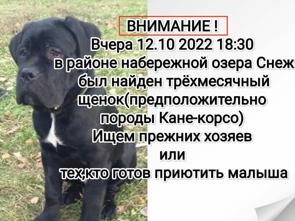 Кане Корсо форментино щенок