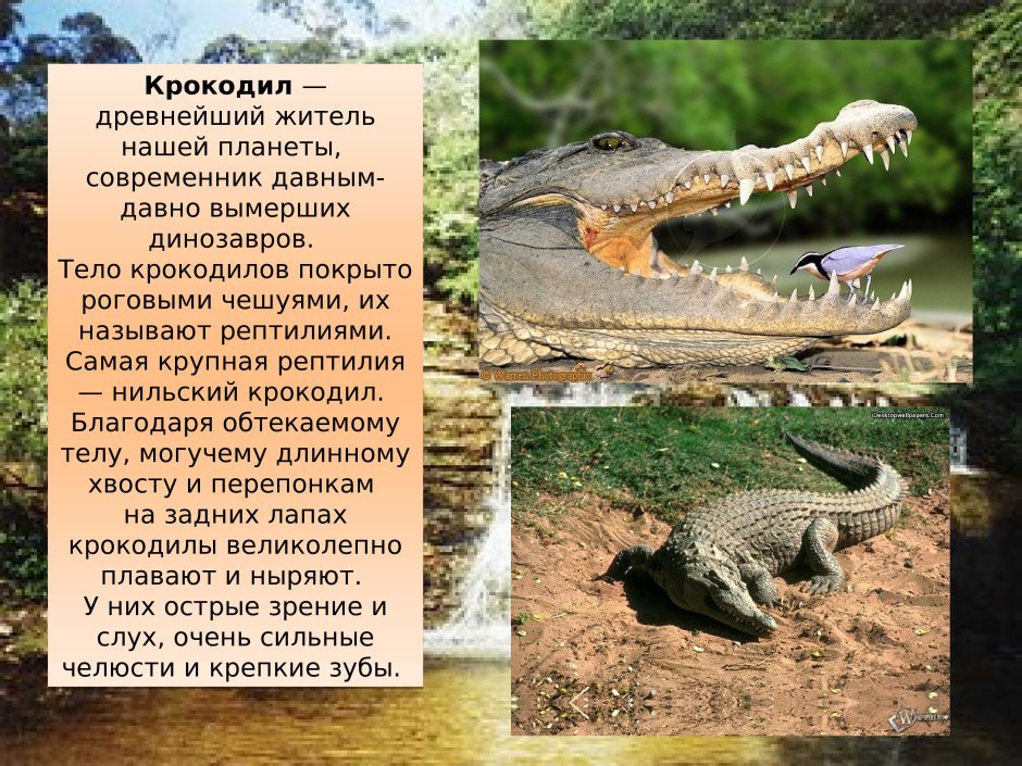 Рассказ о крокодиле 2 класс окружающий мир