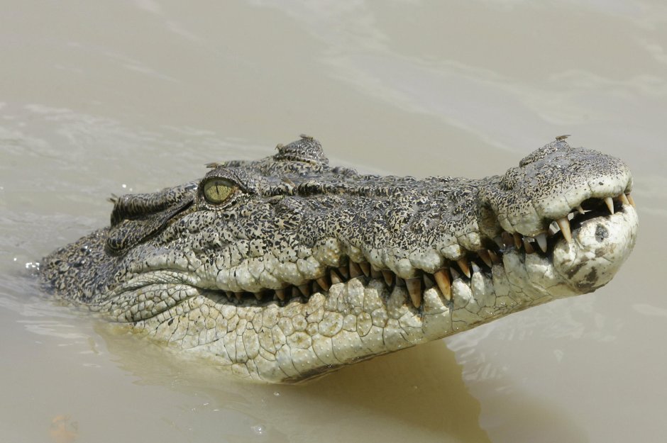 Гребнистый крокодил Кассиус