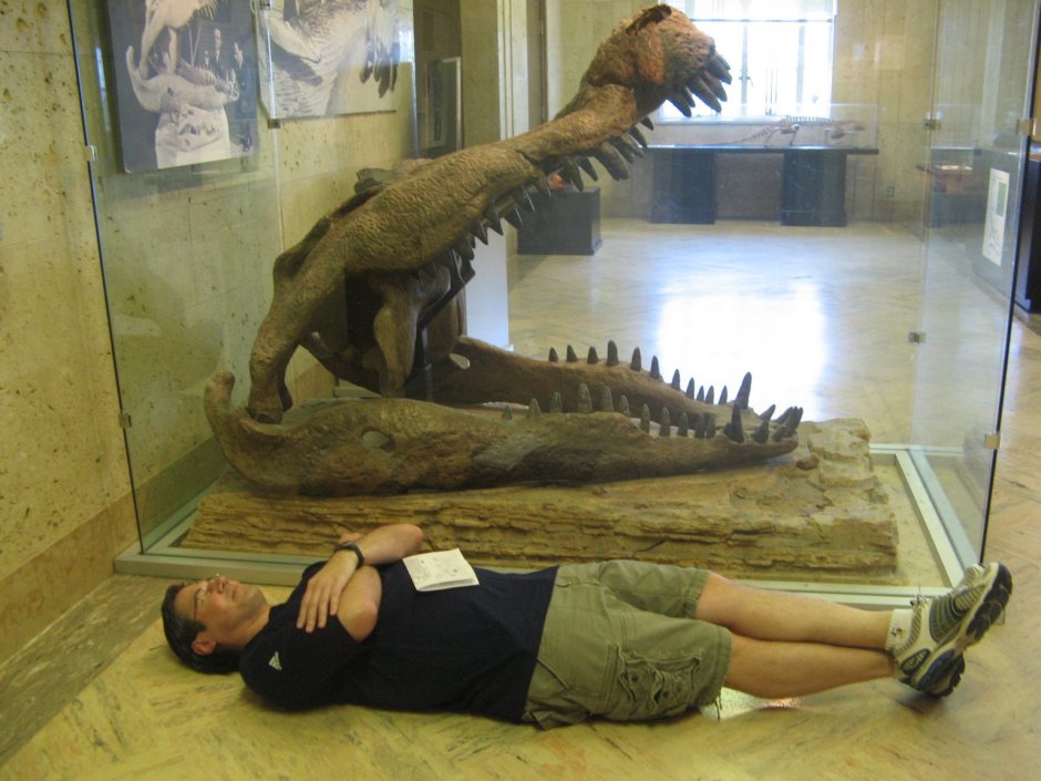 Саркозух крокодил и дейнозух