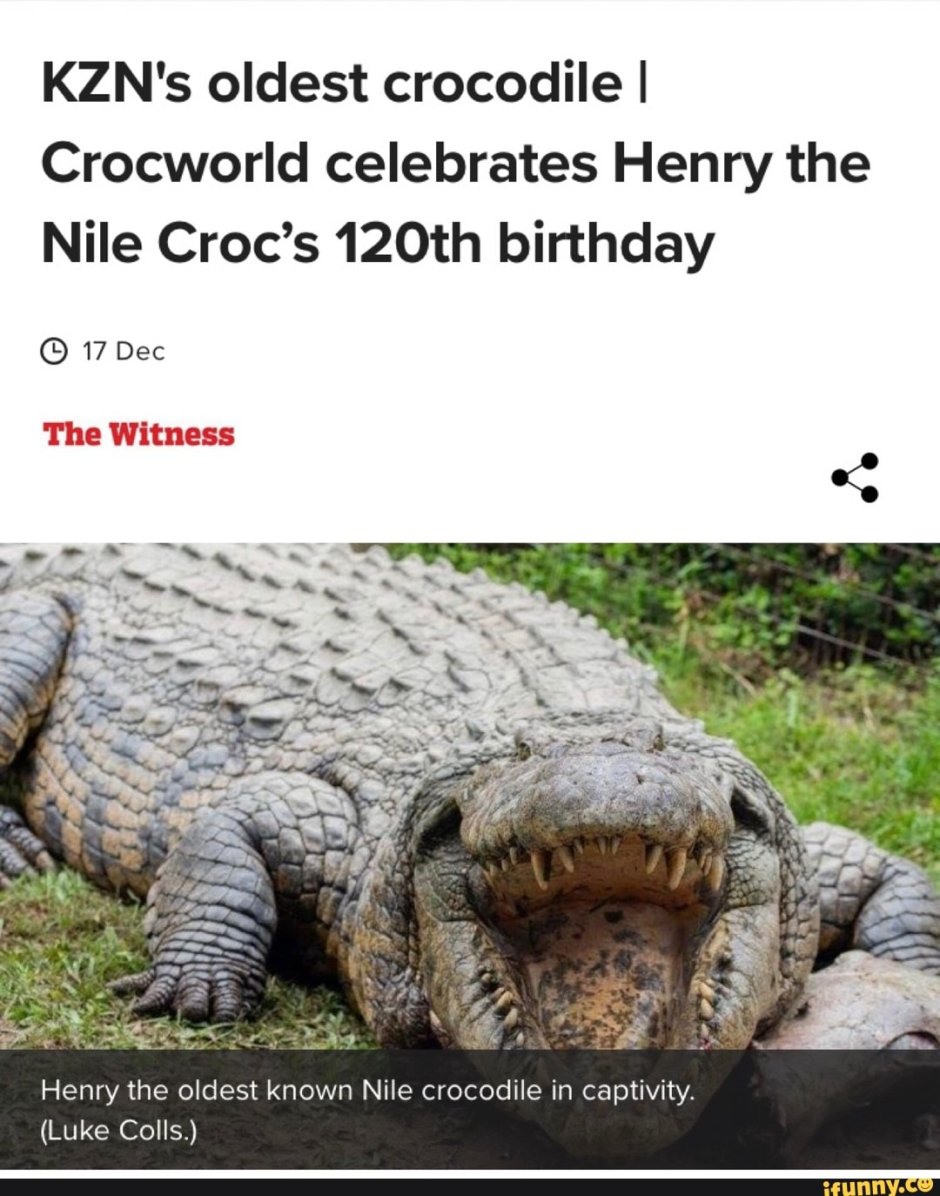 Нильский крокодил самый большой