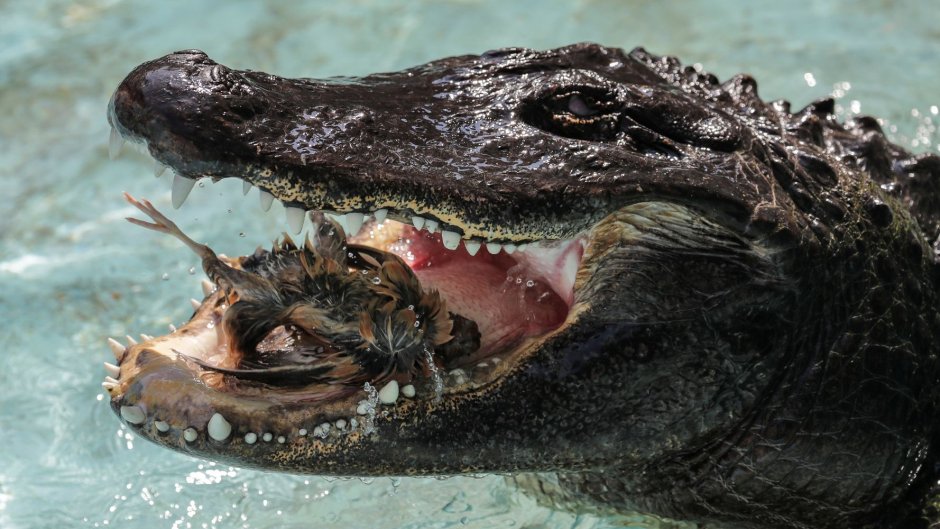 Гребнистый крокодил