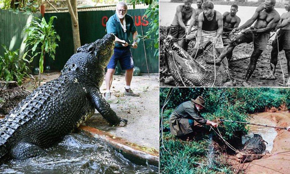 Крокодилы виды и названия