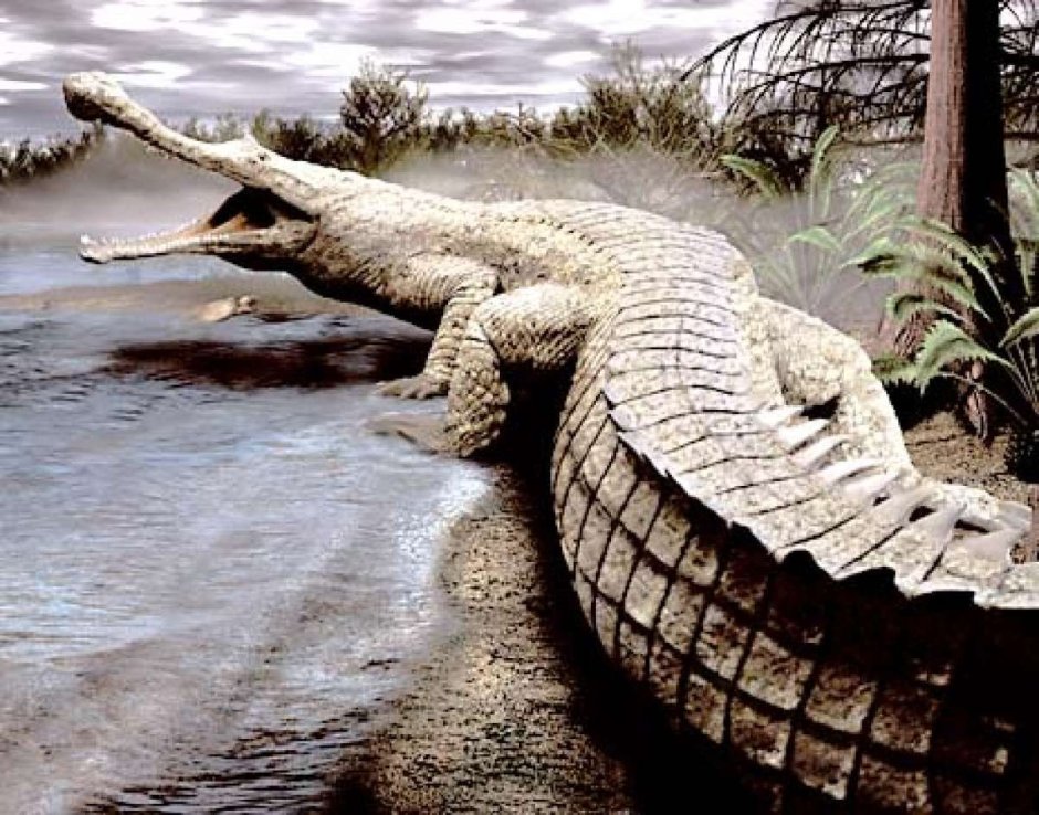 Императорский крокодил Саркозух