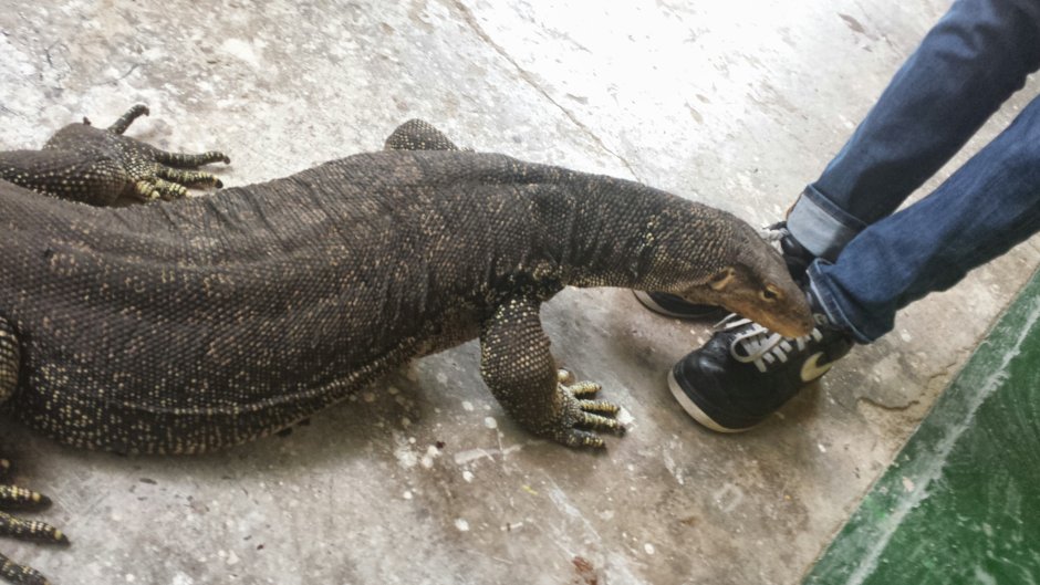 Густав крокодил людоед