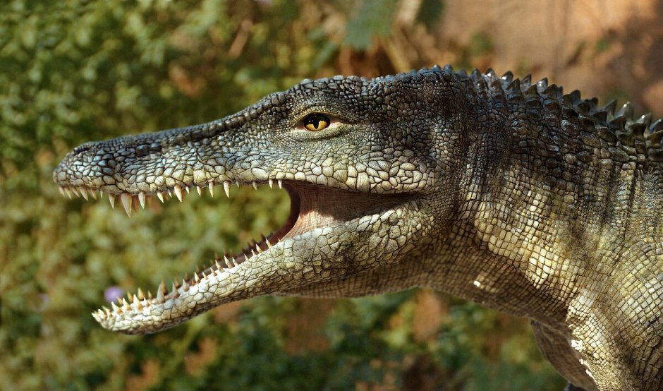 Каролинский Мясник крокодил