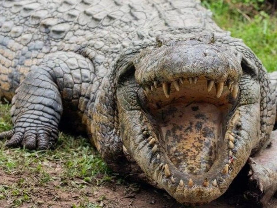 Густав крокодил людоед