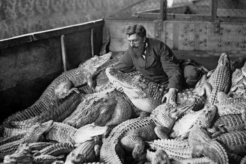 Гребнистый крокодил Шри Ланка