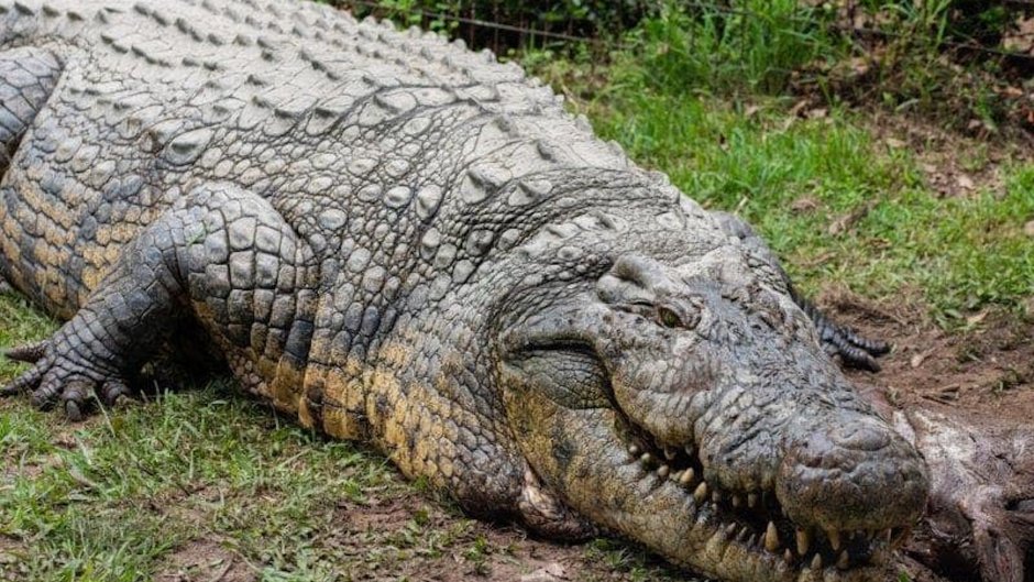 Гребнистый крокодил Кассиус