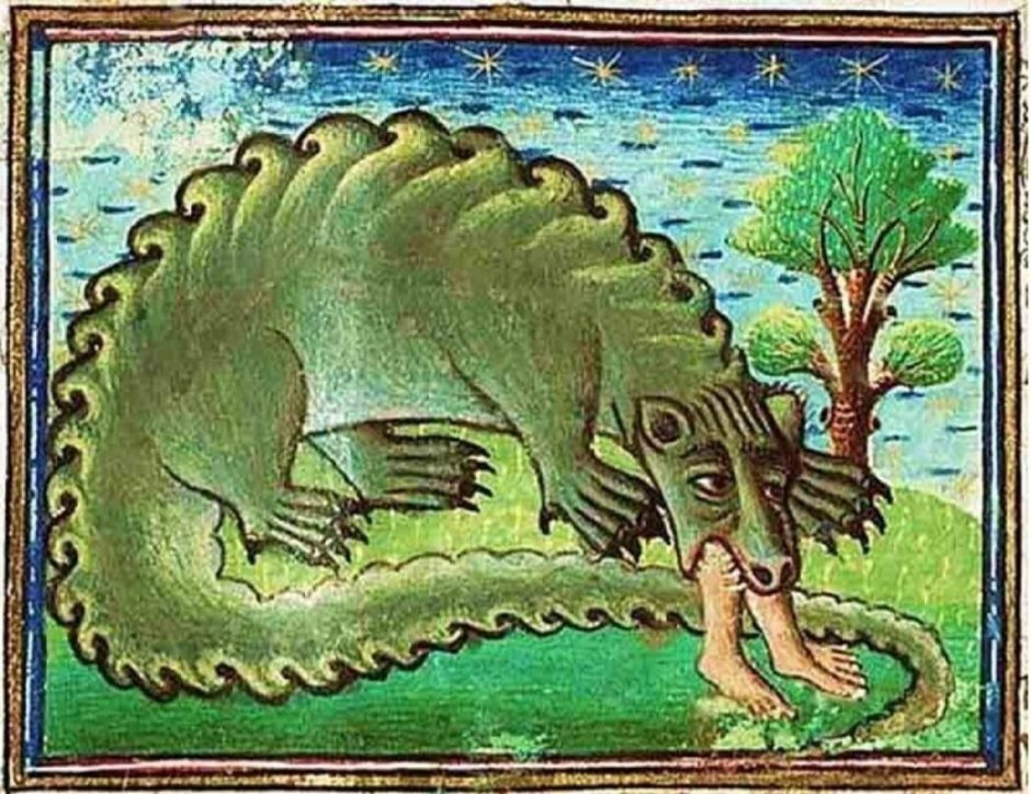 Черный Кайман Амазонка