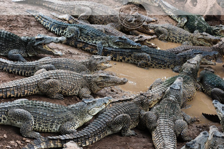 Гребнистый крокодил факты