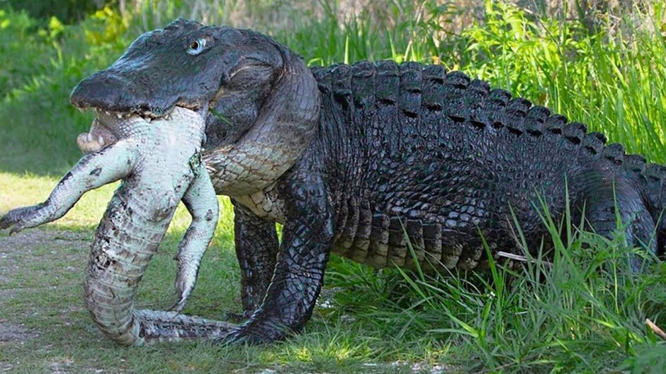 Крокодил Император Саркозух