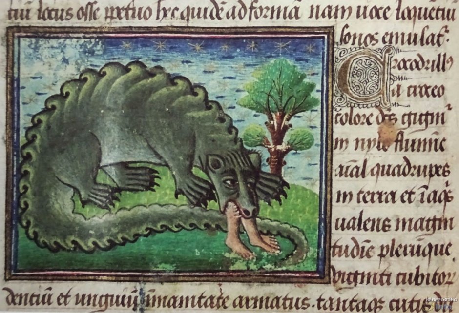 Нильский крокодил самый большой