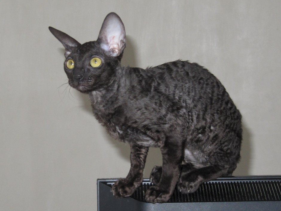 Корниш рекс черный