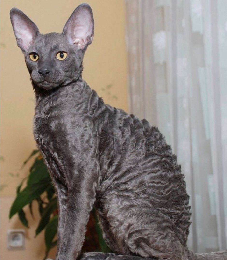 Кошка Корниш Шрек