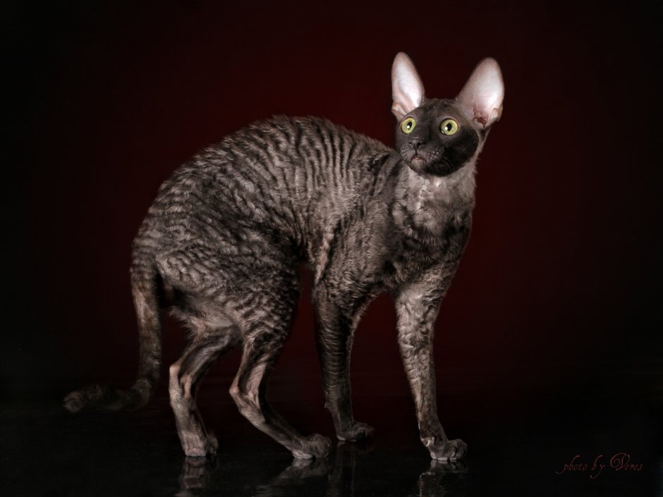 Корниш рекс