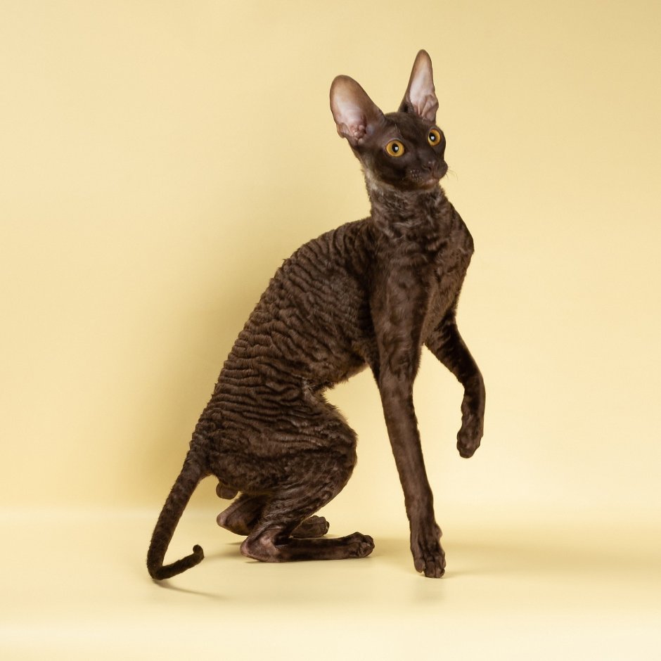 Корниш рекс амигуруми