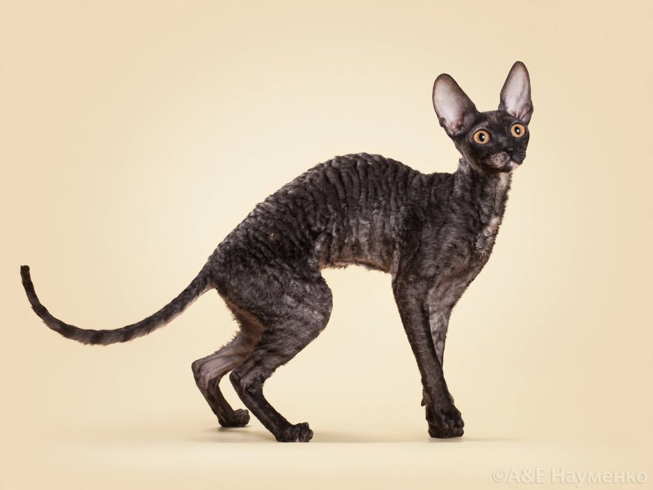 Корниш рекс кошка