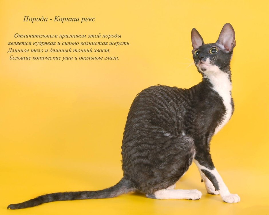 Породы кошек по алфавиту