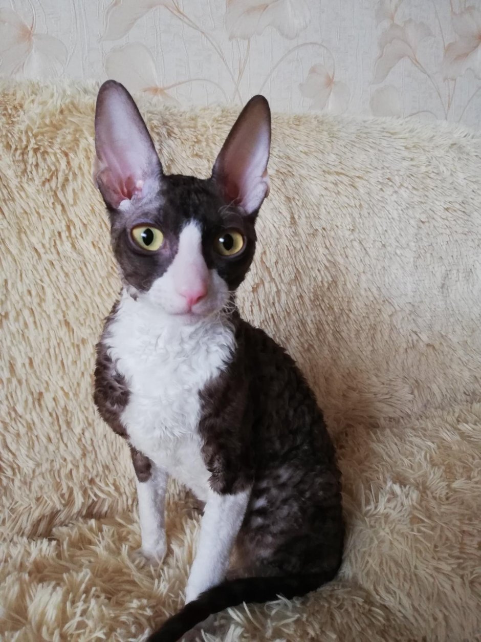 Корниш рекс черный котенок