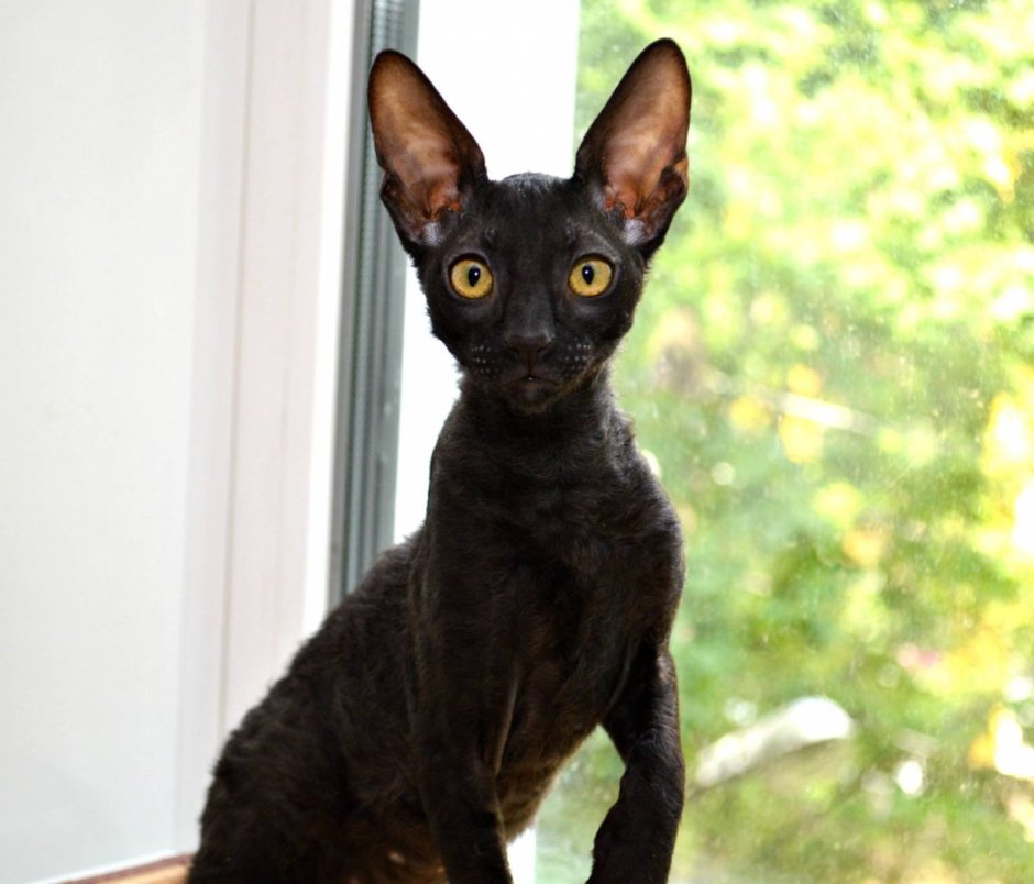 Кот Корниш рекс черный
