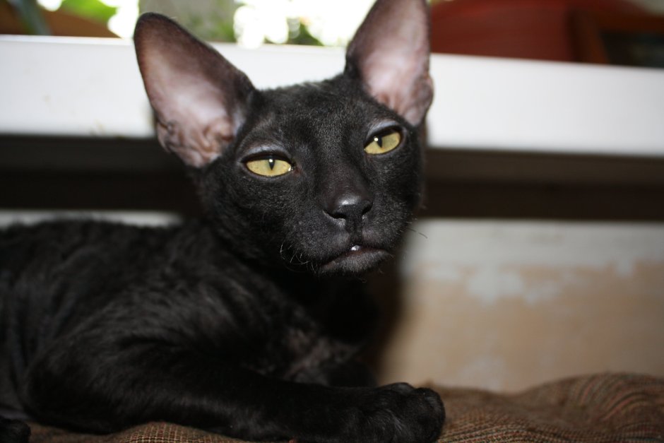 Корниш рекс черный котенок