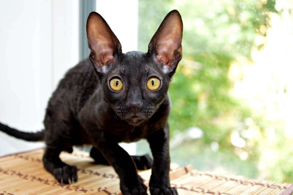 Корниш-рекс (Cornish Rex)