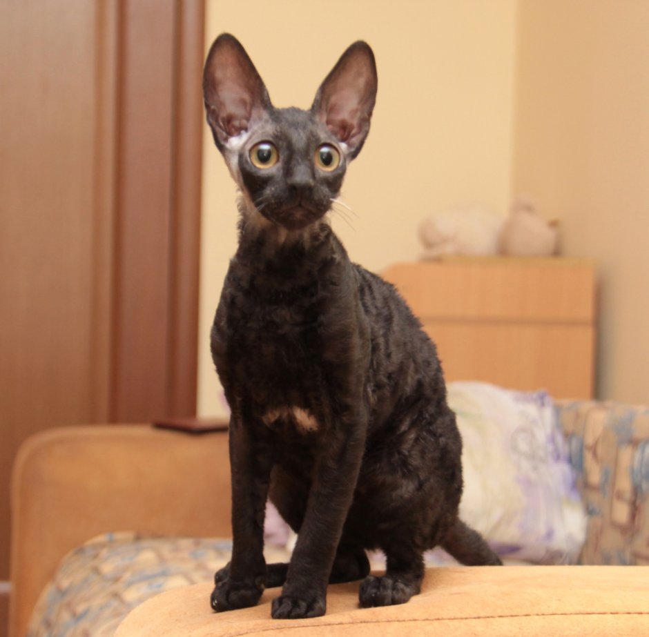 Корниш рекс американский Тип