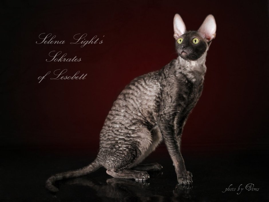 Корниш рекс кошка метисы