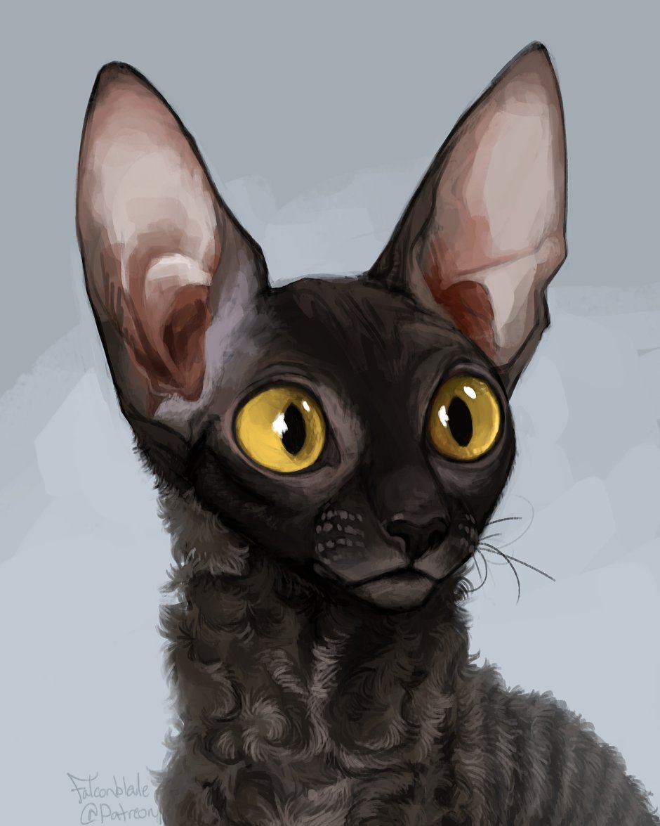 Корниш рекс черный