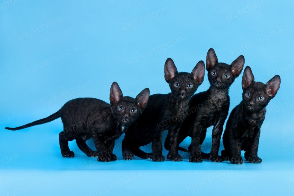 Корниш рекс котята черного цвета