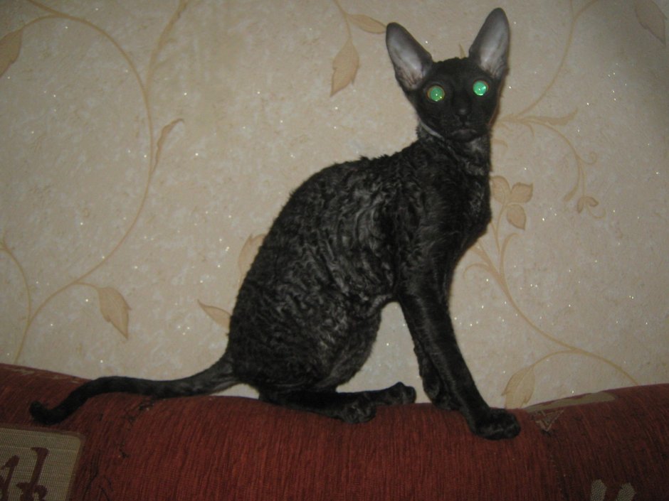 Корниш рекс котенок усы